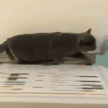 沙雕动图于2019-02-22 16:18发布的图片