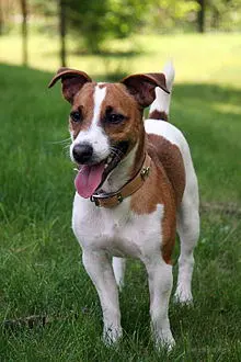 jack_russell.jpg