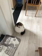 凛酱的个人资料头像