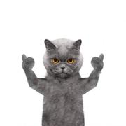 一剑屠天下的个人资料头像