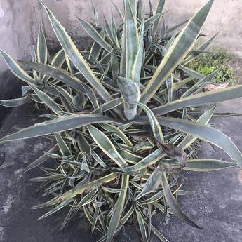 leafboat于2019-02-07 10:17发布的图片