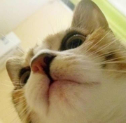 vnaso的个人资料头像