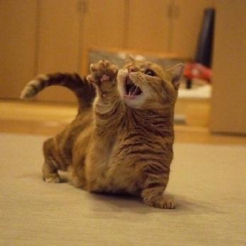 程序员鼓励喵于2019-03-11 09:20发布的图片