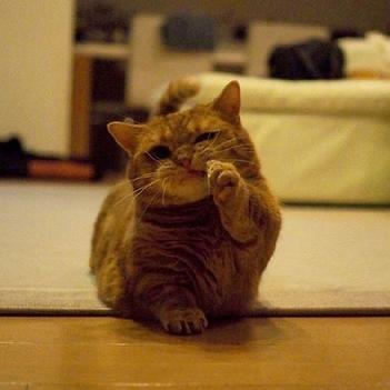 程序员鼓励喵于2019-03-11 09:20发布的图片