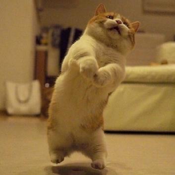 程序员鼓励喵于2019-03-11 09:20发布的图片