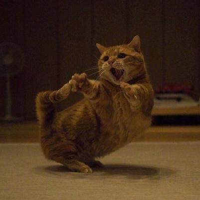 程序员鼓励喵于2019-03-11 09:20发布的图片