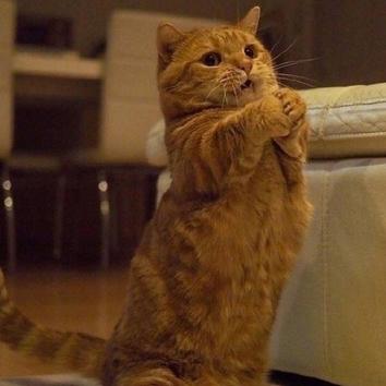 程序员鼓励喵于2019-03-11 09:20发布的图片