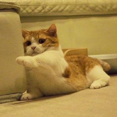 程序员鼓励喵于2019-03-11 09:20发布的图片