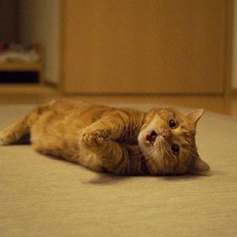 程序员鼓励喵于2019-03-11 09:20发布的图片