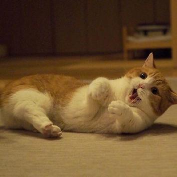 程序员鼓励喵于2019-03-11 09:20发布的图片