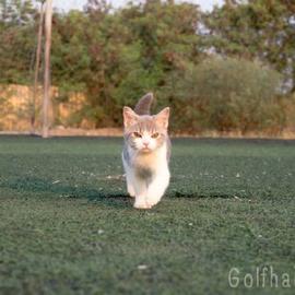 程序员鼓励喵于2019-03-12 09:09发布的图片