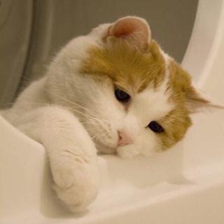 程序员鼓励喵于2019-03-14 09:14发布的图片