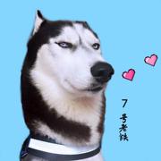 好牛啊的个人资料头像