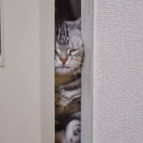 程序员鼓励喵于2019-03-18 09:08发布的图片