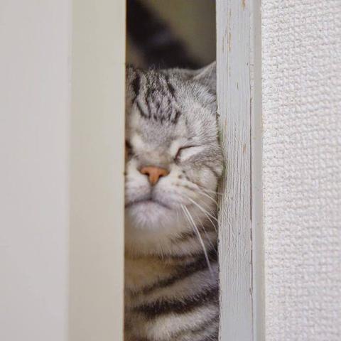 程序员鼓励喵于2019-03-18 09:08发布的图片