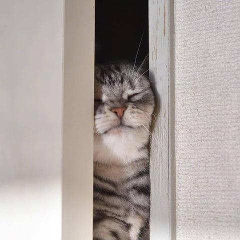 程序员鼓励喵于2019-03-18 09:08发布的图片