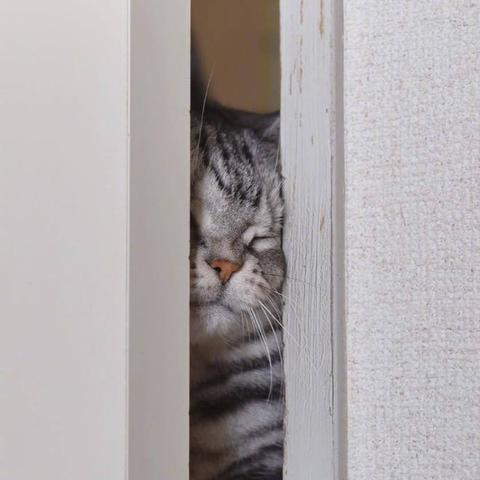 程序员鼓励喵于2019-03-18 09:08发布的图片