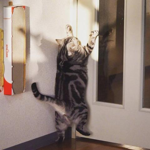 程序员鼓励喵于2019-03-18 09:08发布的图片