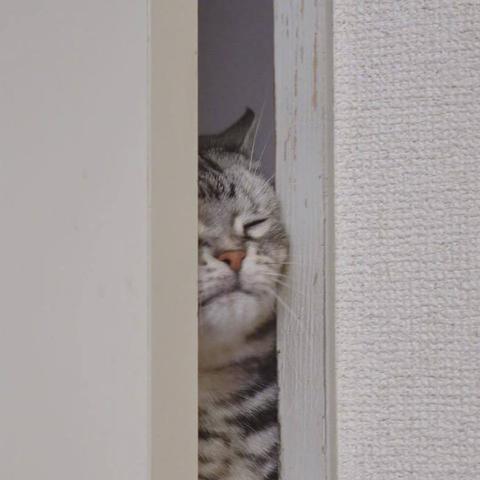 程序员鼓励喵于2019-03-18 09:08发布的图片