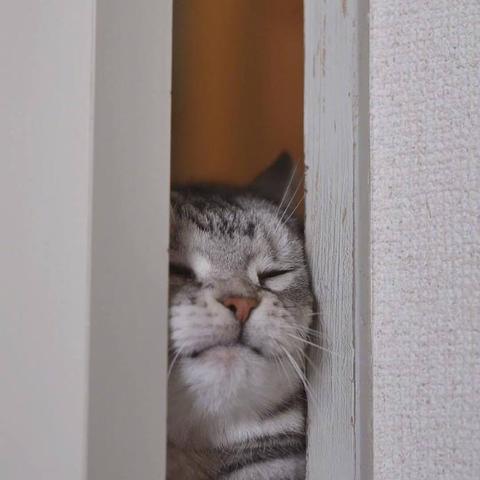 程序员鼓励喵于2019-03-18 09:08发布的图片