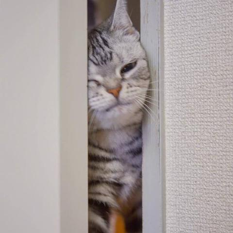 程序员鼓励喵于2019-03-18 09:08发布的图片