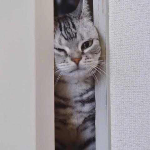 程序员鼓励喵于2019-03-18 09:08发布的图片