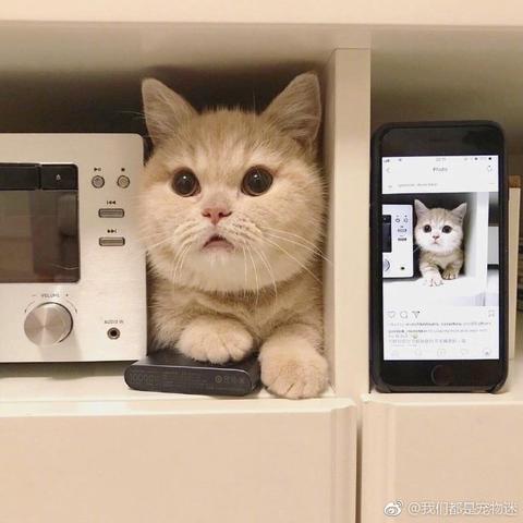 程序员鼓励喵于2019-03-19 09:10发布的图片