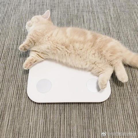 程序员鼓励喵于2019-03-19 09:10发布的图片