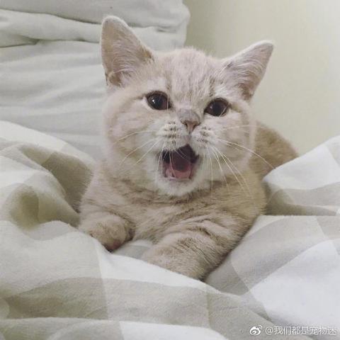 程序员鼓励喵于2019-03-19 09:10发布的图片