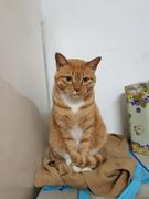 lc木木的个人资料头像