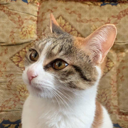 岁既晏的个人资料头像