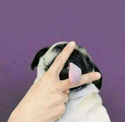 大司兄的个人资料头像