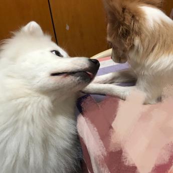 潇洒的一条狗于2019-03-21 09:40发布的图片