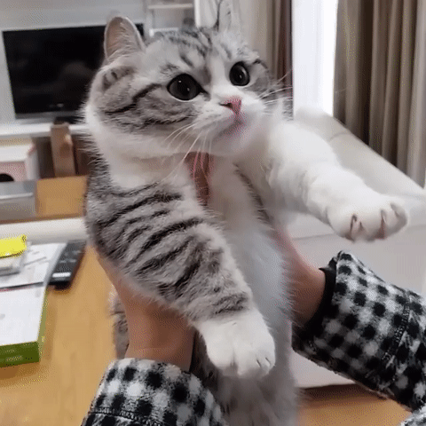 程序员鼓励喵于2019-03-22 09:18发布的图片