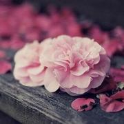 栈渡的个人资料头像