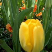 浮游生物的个人资料头像