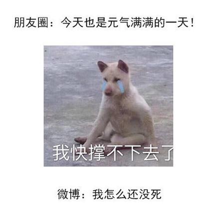清卯于2019-03-25 15:44发布的图片
