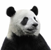 PandaDa49895的个人资料头像