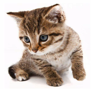 参商i的个人资料头像