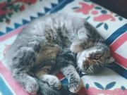 机智的猪蹄的个人资料头像