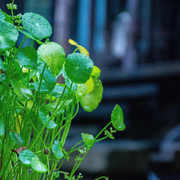 码上看世界的个人资料头像