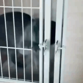 沙雕动图于2019-03-31 10:15发布的图片