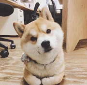 程序猿届的彭于晏的个人资料头像