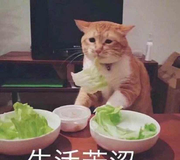 gh_zoe的个人资料头像