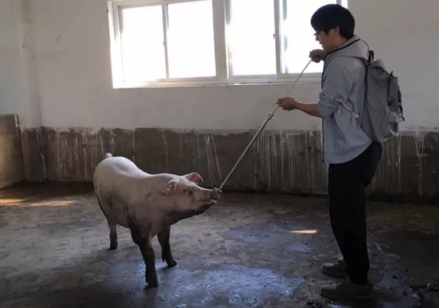 Vamei制服一头猪