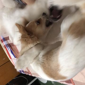 潇洒的一条狗于2019-04-10 13:51发布的图片