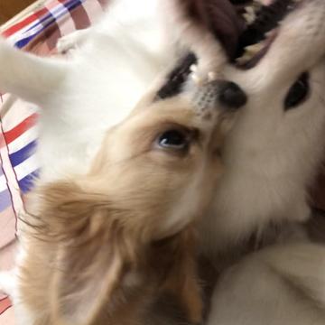 潇洒的一条狗于2019-04-10 13:51发布的图片