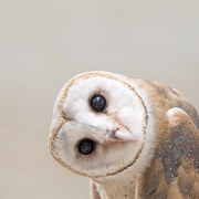 秋雨寒的个人资料头像