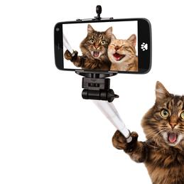 带明星于2019-04-12 10:24发布的图片