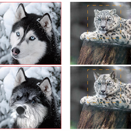 爱可可爱生活于2019-04-12 15:31发布的图片